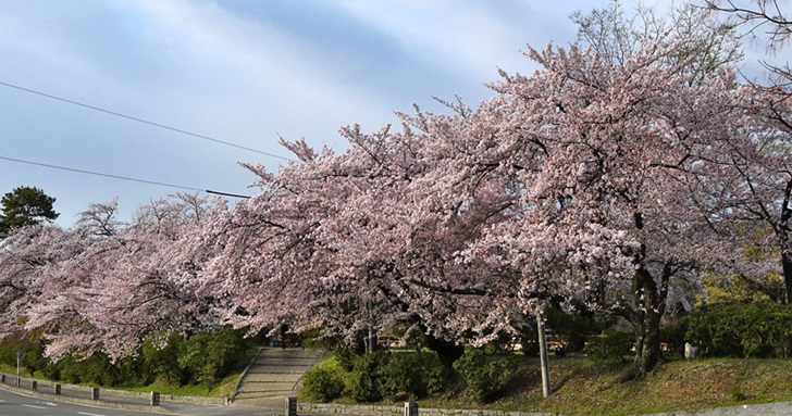 長岡天満宮の桜